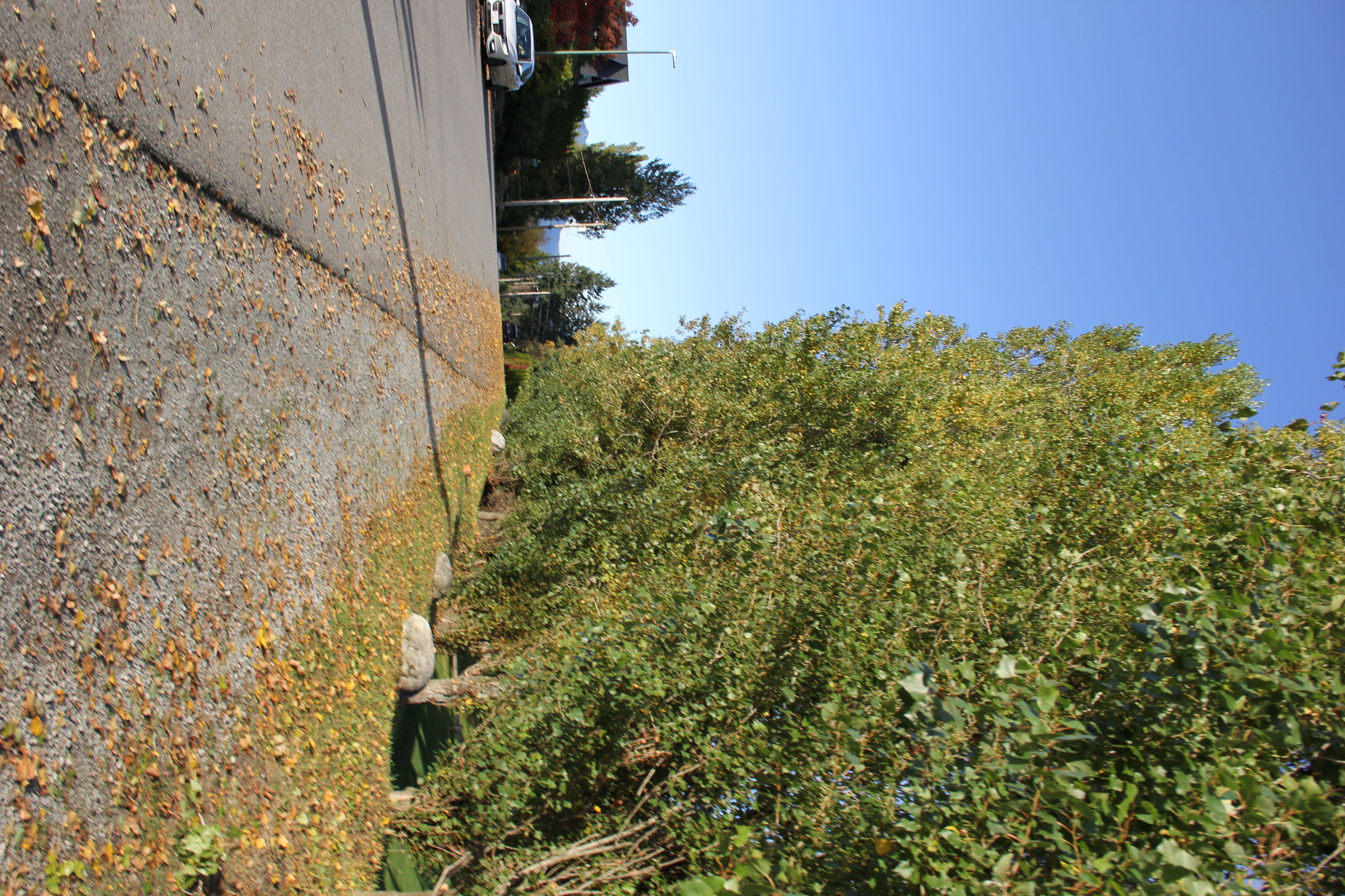 Furnished Private Room 1 for Rent in Burquitlam, Coquitlam near SkyTrain